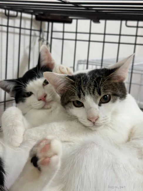 保護猫ルームで寄り添って過ごす猫たち