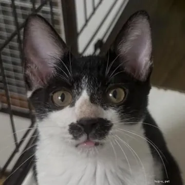 大きな耳と目が印象的な黒白の猫