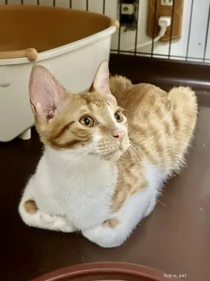横を向いてゆったり座る茶白の猫