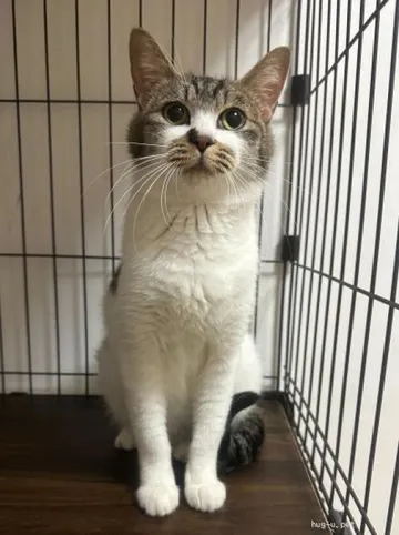 すらりと座る白とキジ模様の猫