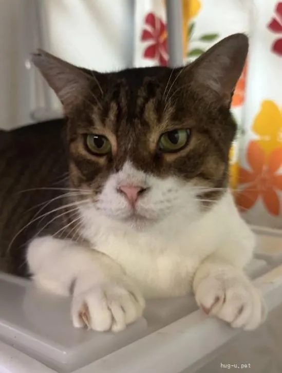 前足を重ねてゆったりくつろぐ猫