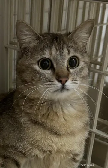 少し首をかしげるキジ猫