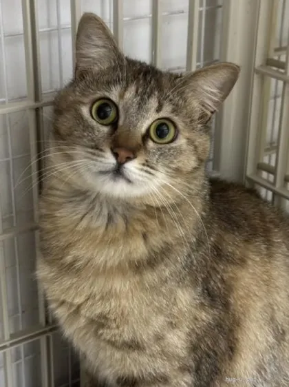 耳を立ててこちらを見つめるキジ猫