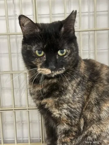 黒と茶の毛並みが印象的な猫