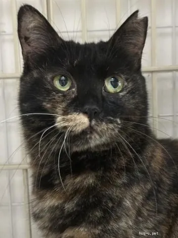 近くから見つめる黒と茶の猫