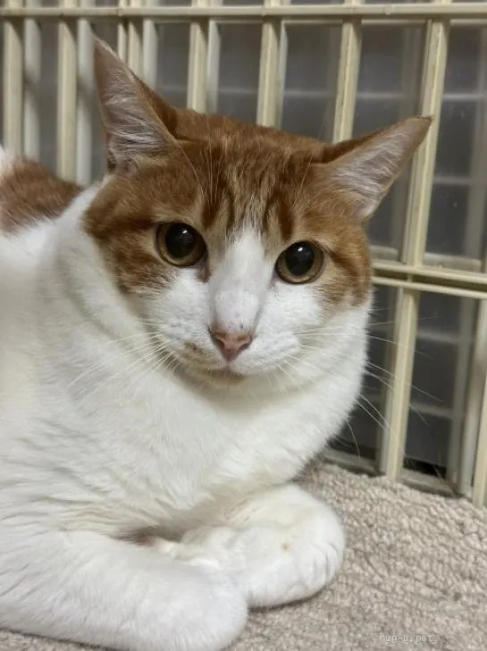 前足をそろえて穏やかに過ごす茶白の猫