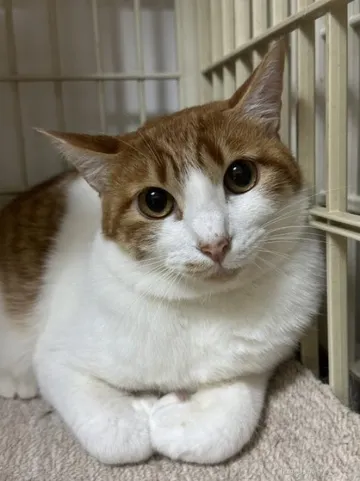 穏やかな表情の茶白の猫