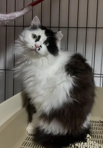 ふわふわした毛並みの黒白の猫