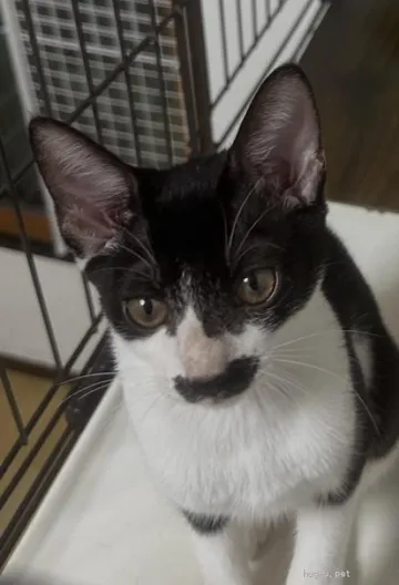 こちらを見つめる黒白の猫