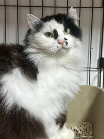 ゆったり座るふわふわした黒白の猫
