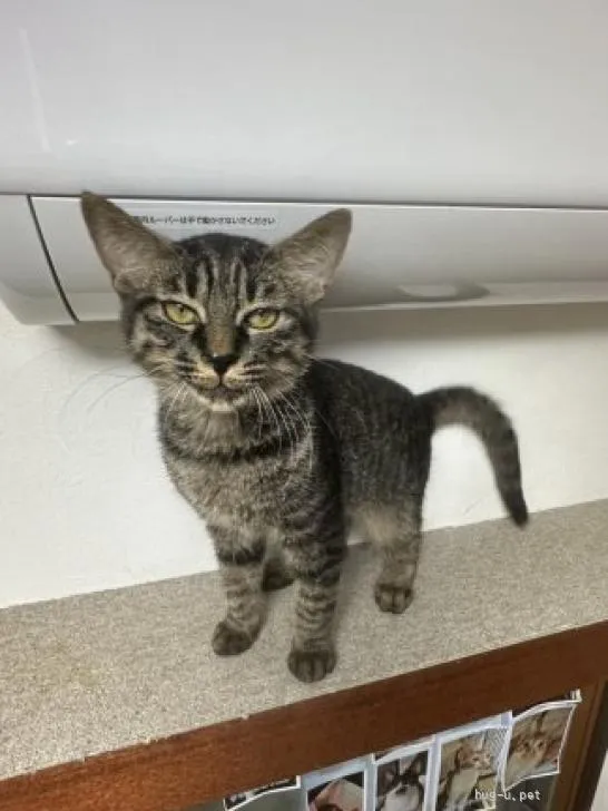 棚の上でこちらを見つめるキジ猫