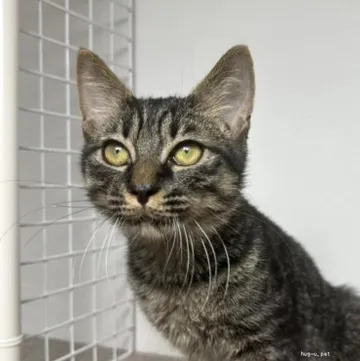 目を丸くして見つめるキジ猫