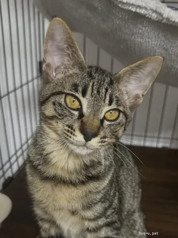横に視線を向けるキジ猫
