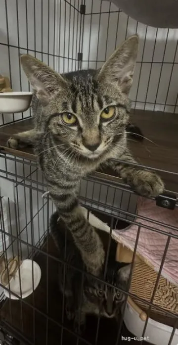 ケージの中でくつろぐキジ猫