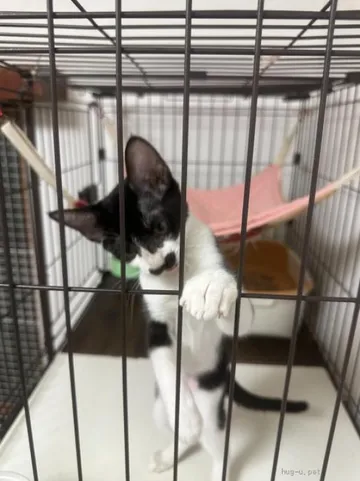 ケージの棚で立ち上がる黒白の猫