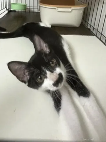 横を向く黒白の猫