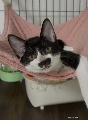 ハンモックでくつろぐ黒白の猫
