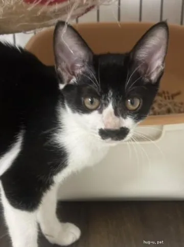 棚の上から顔をのぞかせる黒白の猫