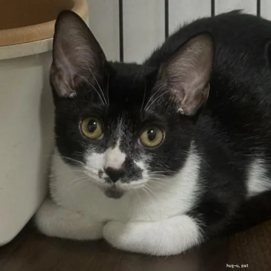 くつろぎながらこちらを見る黒白の猫