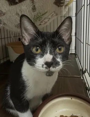 近くからこちらを見る黒白の猫