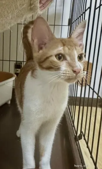 耳を立てて座る茶白の猫